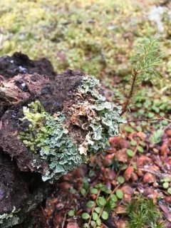 Finger Cup Lichen thumbnail 2