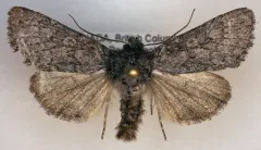 Lasionycta perplexella thumbnail 1