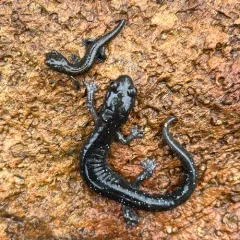 Klamath Black Salamander thumbnail 3