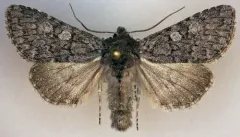 Lasionycta subfuscula thumbnail 1