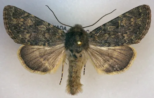 Lasionycta silacea