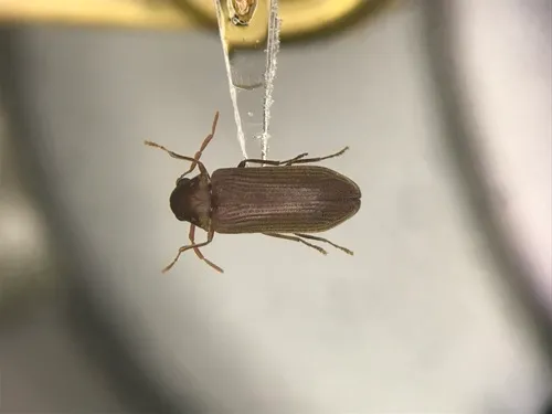 Oligomerus obtusus