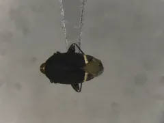 Myiomma cixiiforme thumbnail 1