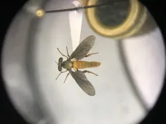 Golden Goggle Eye thumbnail 1