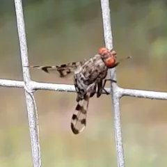 Pseudotephritis approximata thumbnail 1