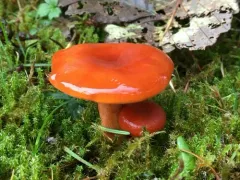 Lactarius subflammeus thumbnail 2