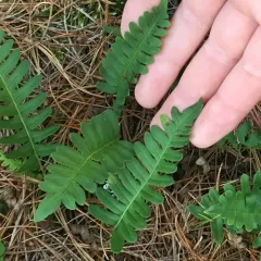 rock polypody thumbnail 6