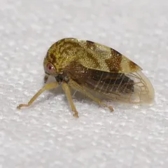 Cyrtolobus pictus thumbnail 1