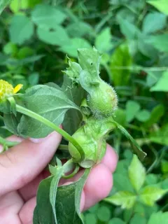 Neolasioptera verbesinae thumbnail 2
