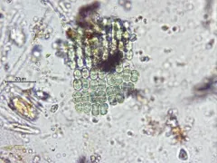 Merismopedia elegans thumbnail 4