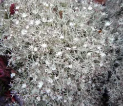 Quill Lichen thumbnail 3
