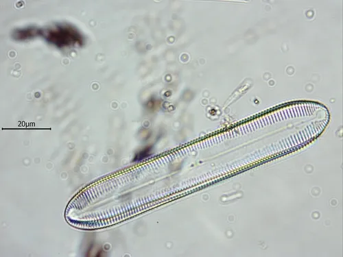 Pinnularia acrosphaeria