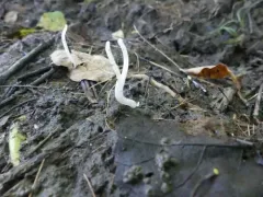 Clavaria subfalcata thumbnail 3
