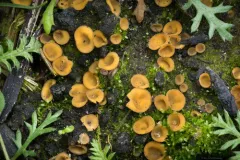 Tricharina gilva thumbnail 2