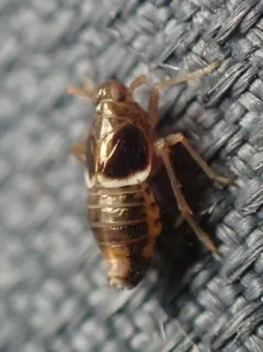Pissonotus dorsalis thumbnail 2