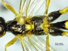 Spilopteron franclemonti thumbnail 4