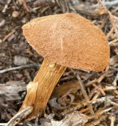 Sandy Stilt-puffball thumbnail 1