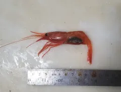 Northern Shrimp thumbnail 4