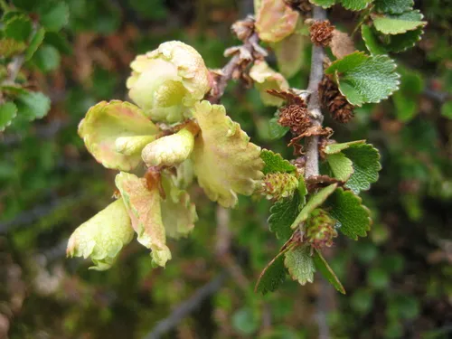 Taphrina bacteriosperma