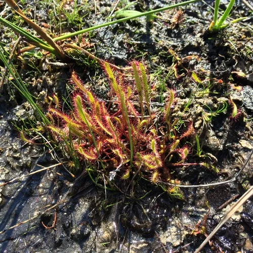 Slenderleaf Sundew