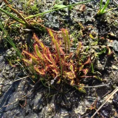 Slenderleaf Sundew thumbnail 1