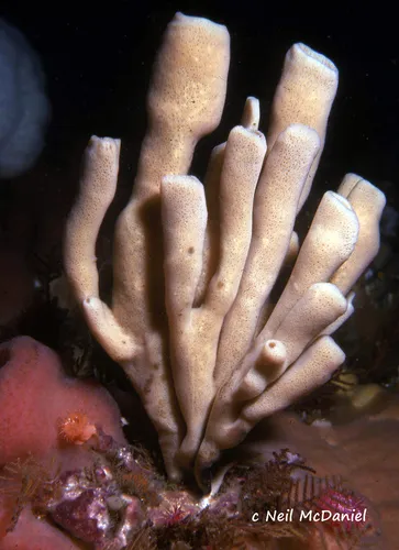 Isodictya quatsinoensis