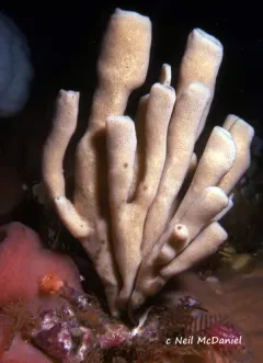 Isodictya quatsinoensis thumbnail 1