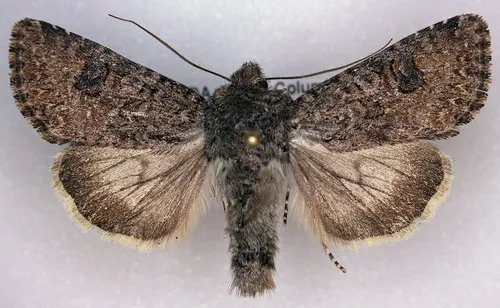 Anarta oregonica