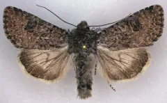 Anarta oregonica thumbnail 1