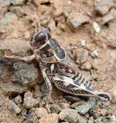 Valley Grasshopper thumbnail 2