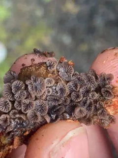 Resupinatus striatulus thumbnail 4