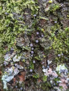 Steely Bonnet thumbnail 1