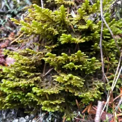 Tree Ruffle Liverwort thumbnail 4