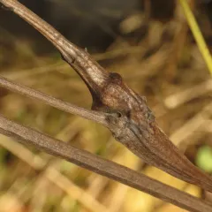 Catsear Gall Wasp thumbnail 3