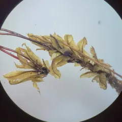 alpine thyme-moss thumbnail 4