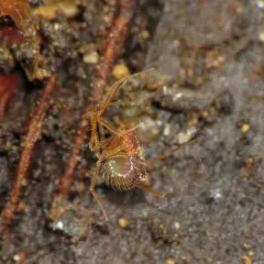 Usofila pacifica thumbnail 3