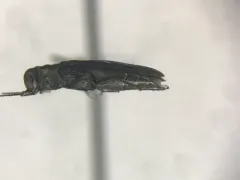 Maple Agrilus thumbnail 1