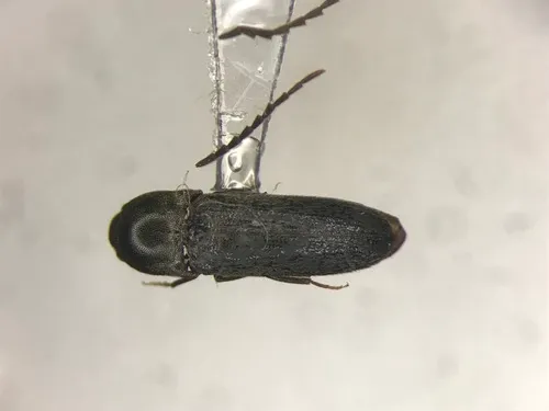 Microrhagus subsinuatus