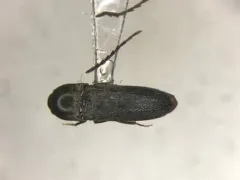 Microrhagus subsinuatus thumbnail 1