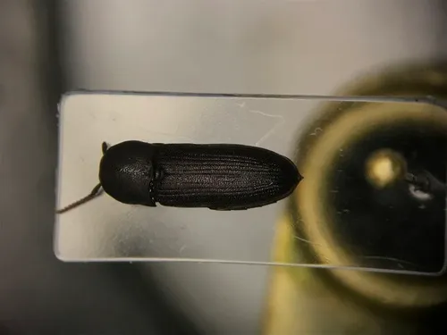 Stethon pectorosus