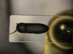 Stethon pectorosus thumbnail 1