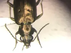 Bembidion americanum thumbnail 1