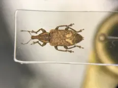 Listronotus appendiculatus thumbnail 1
