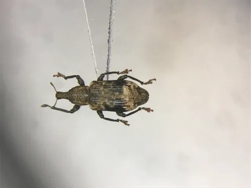 Listronotus delumbis