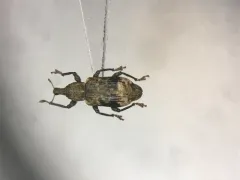 Listronotus delumbis thumbnail 1