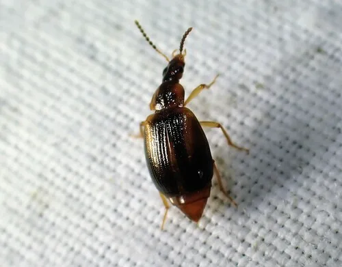 Trigonodemus striatus
