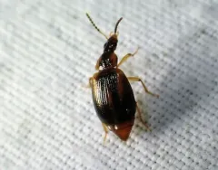 Trigonodemus striatus thumbnail 1