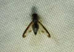 Palloptera setosa thumbnail 3