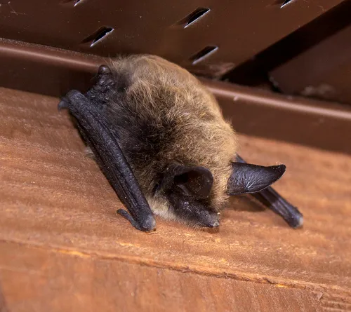 Long-eared Myotis