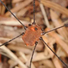 Aldrich's Harvestman thumbnail 4